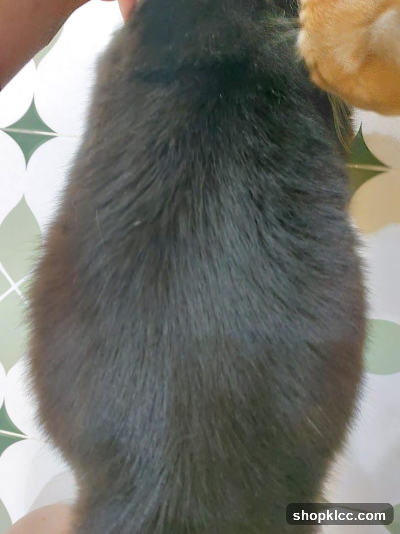 Close-up of a cat's back