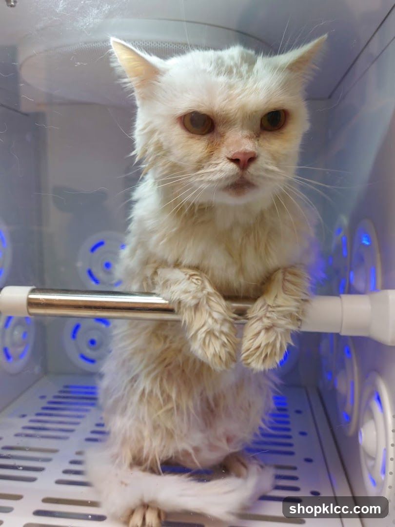 Cat in a drying box