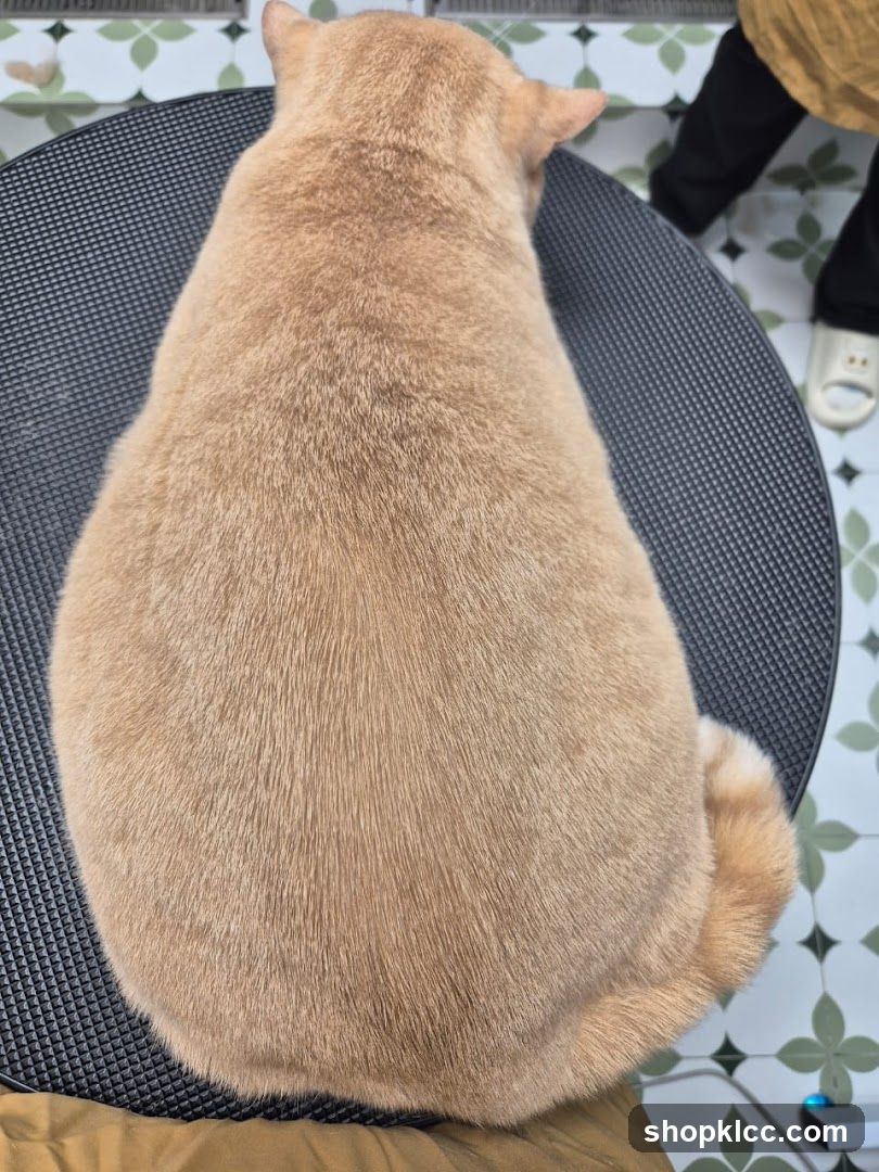 Cat on a table