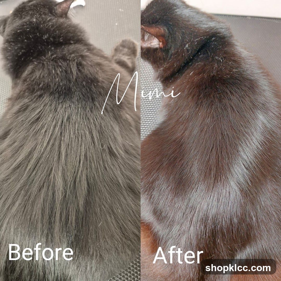 Cat Grooming Before and After