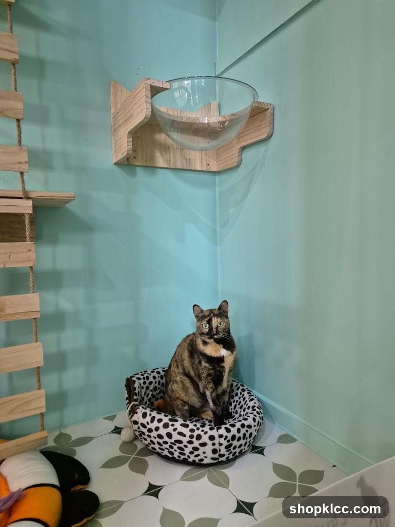 Cat sitting in a bed with climbing structures and a bowl on the wall