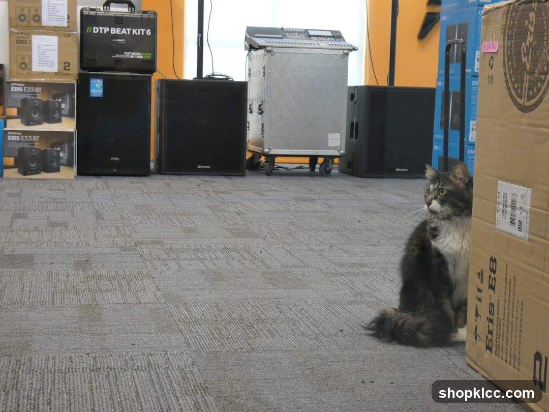 Cat and Audio Equipment