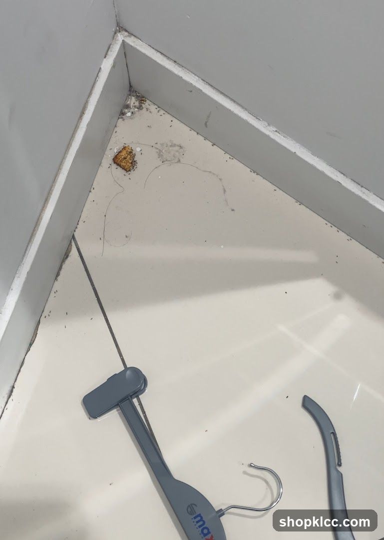 Ants on floor