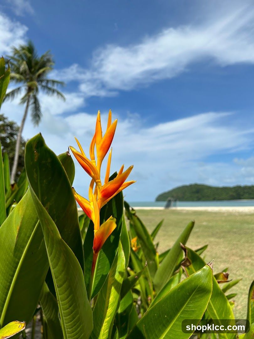 Tropical Beach Scenery
