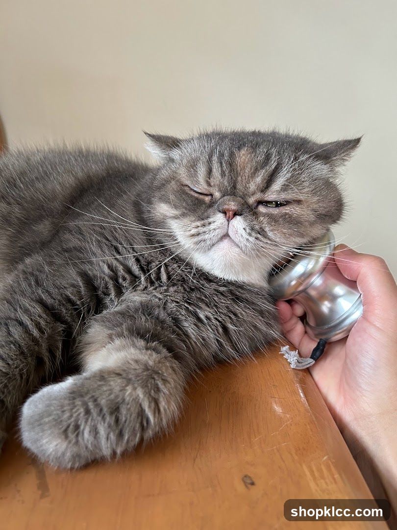 Cat with a vintage telephone receiver