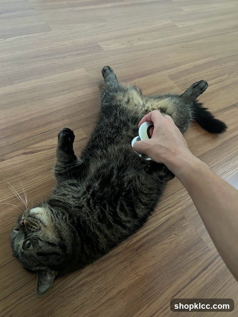 Cat being examined with a stethoscope