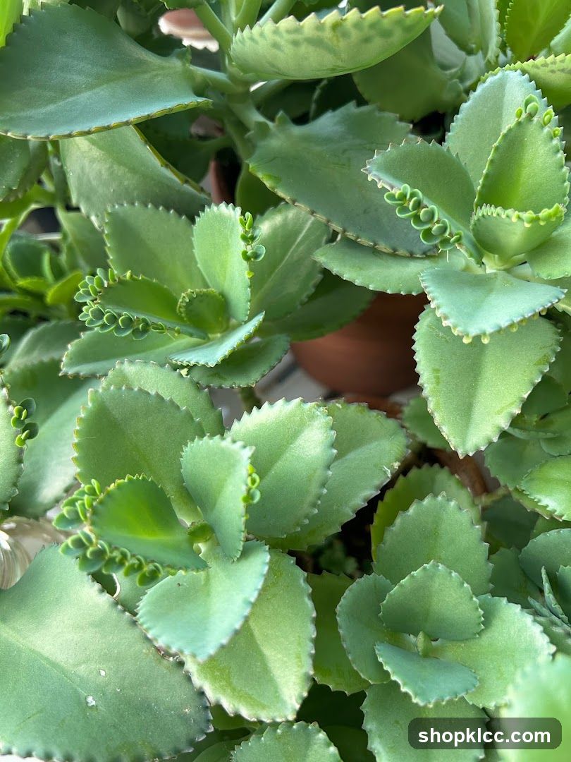 Kalanchoe daigremontiana plant