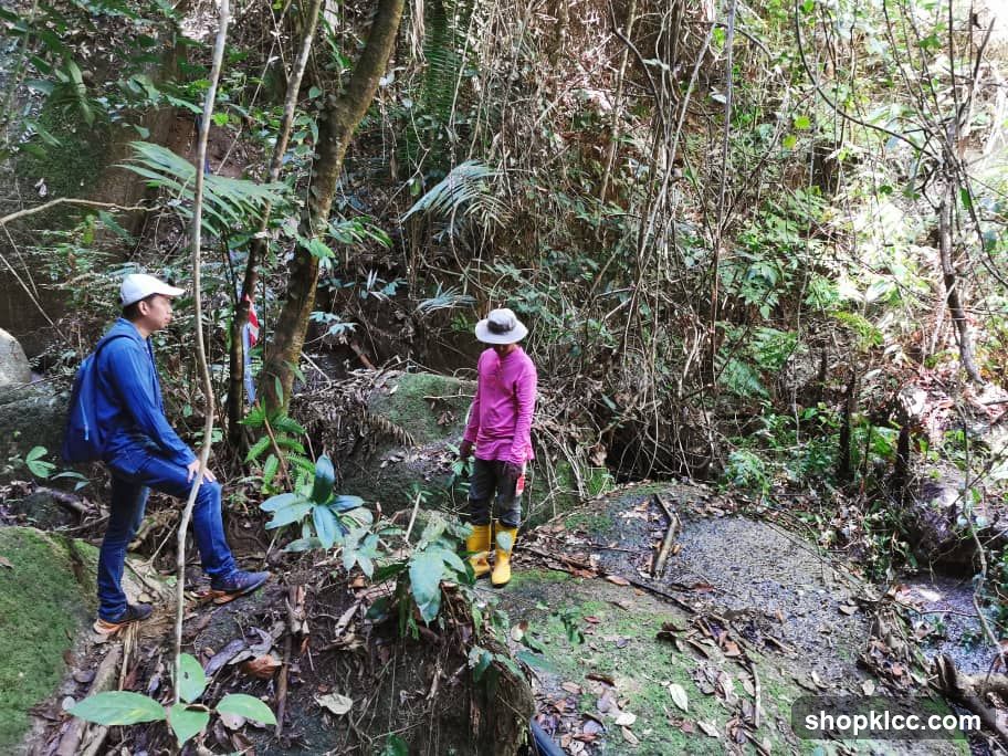 Two people hiking in a lush forest