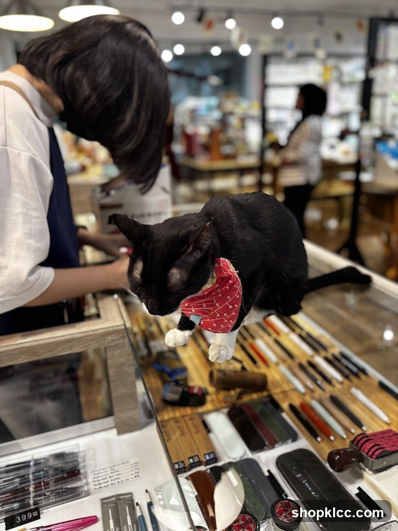 Cat in a store