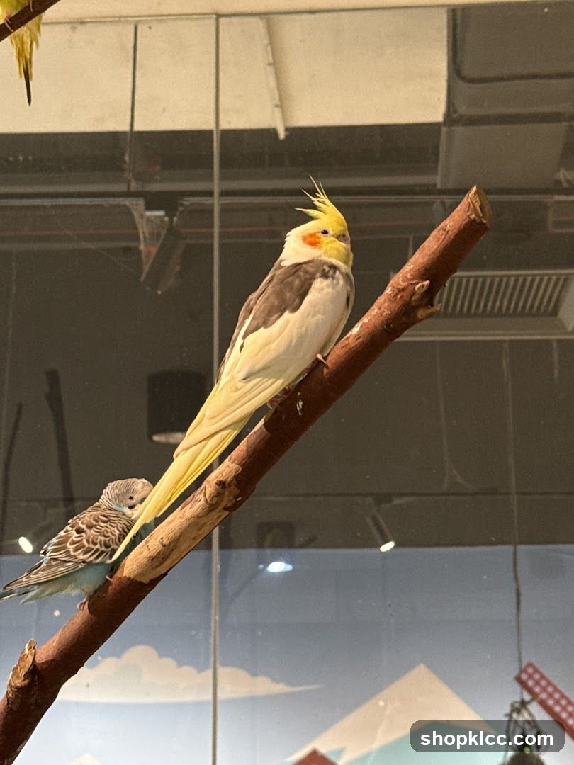 Two birds perched on a branch