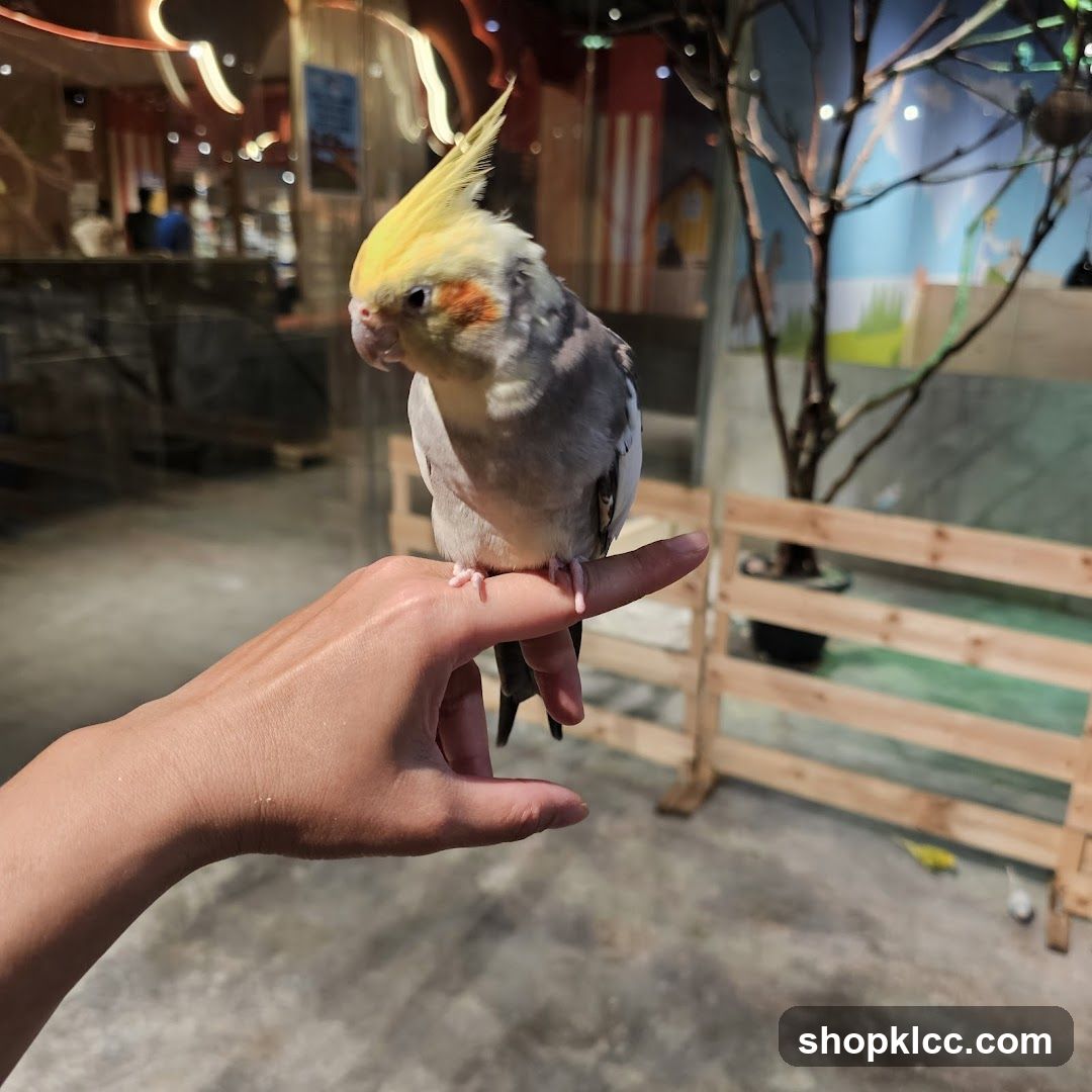 Cockatiel on a finger
