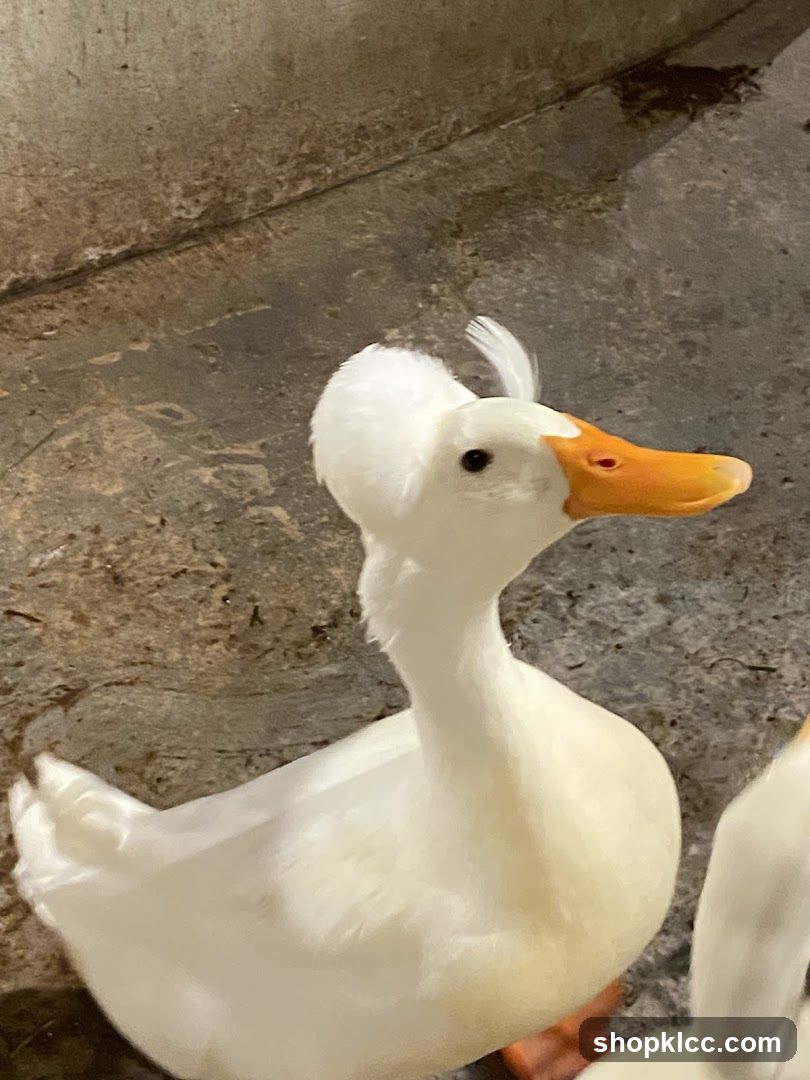 White duck with a crest