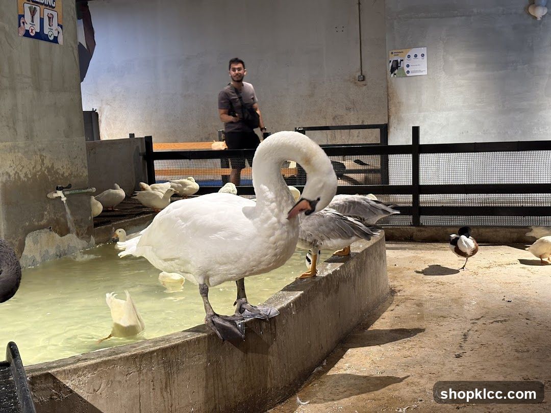 Swan and Ducks in Enclosure