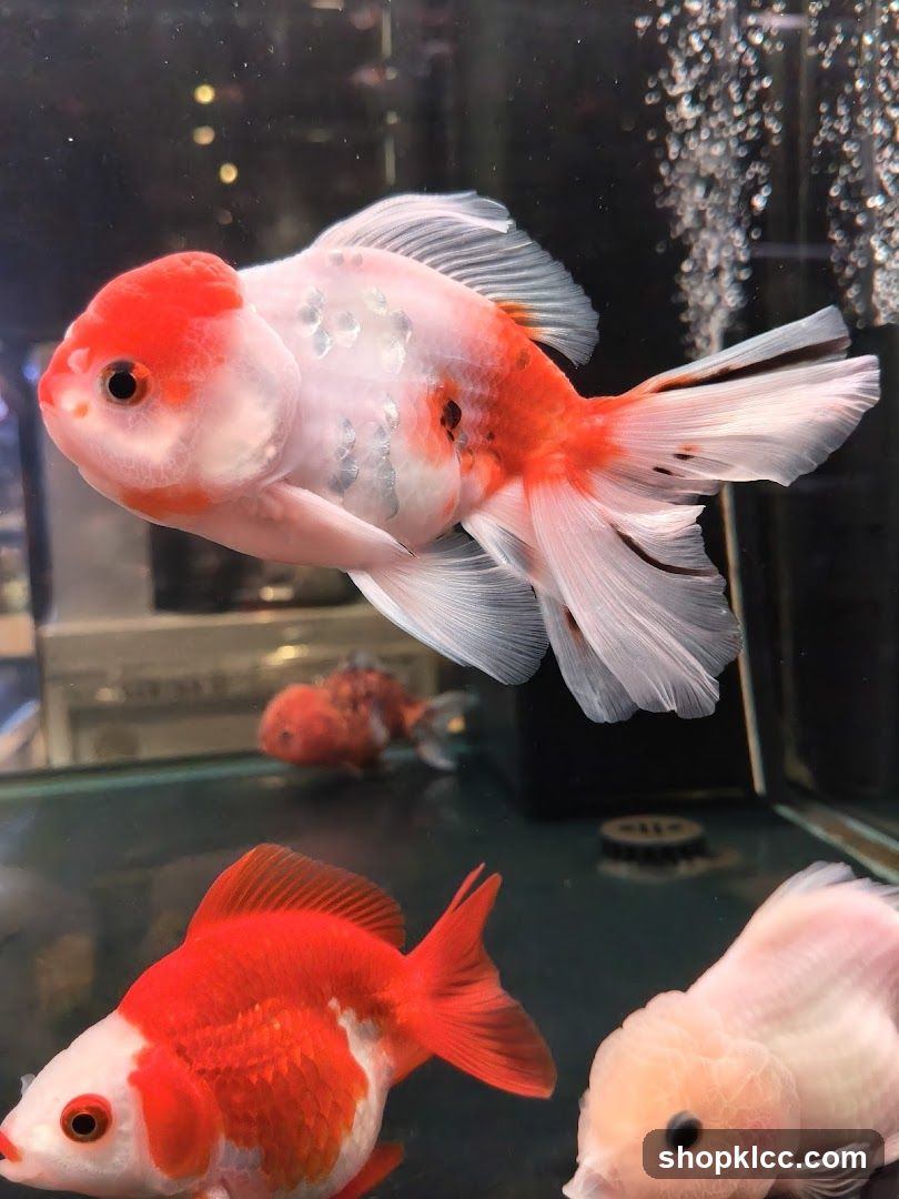 Goldfish in Tank