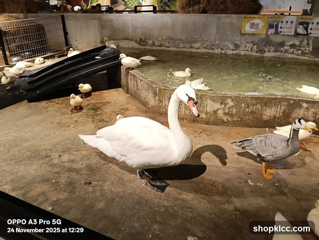 Ducks and Swans in an Enclosure