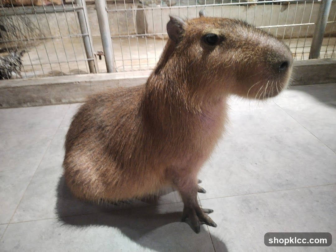 Capybara in enclosure
