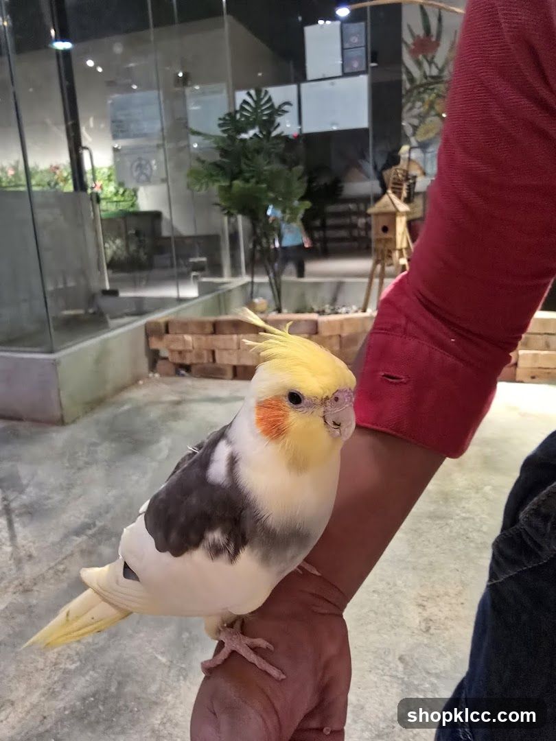 Cockatiel on arm