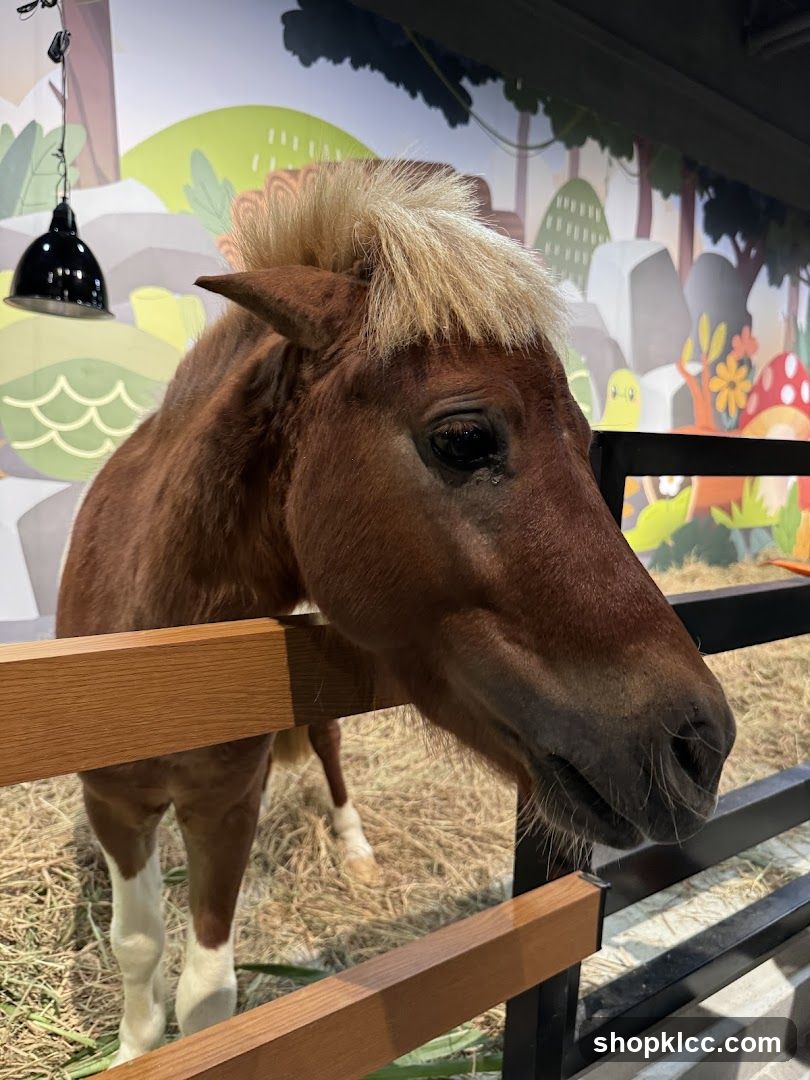Pony in an enclosure