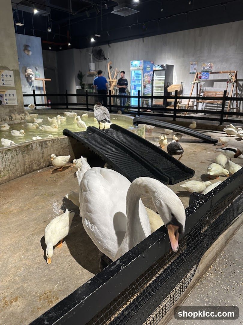 Duck and Swan Enclosure