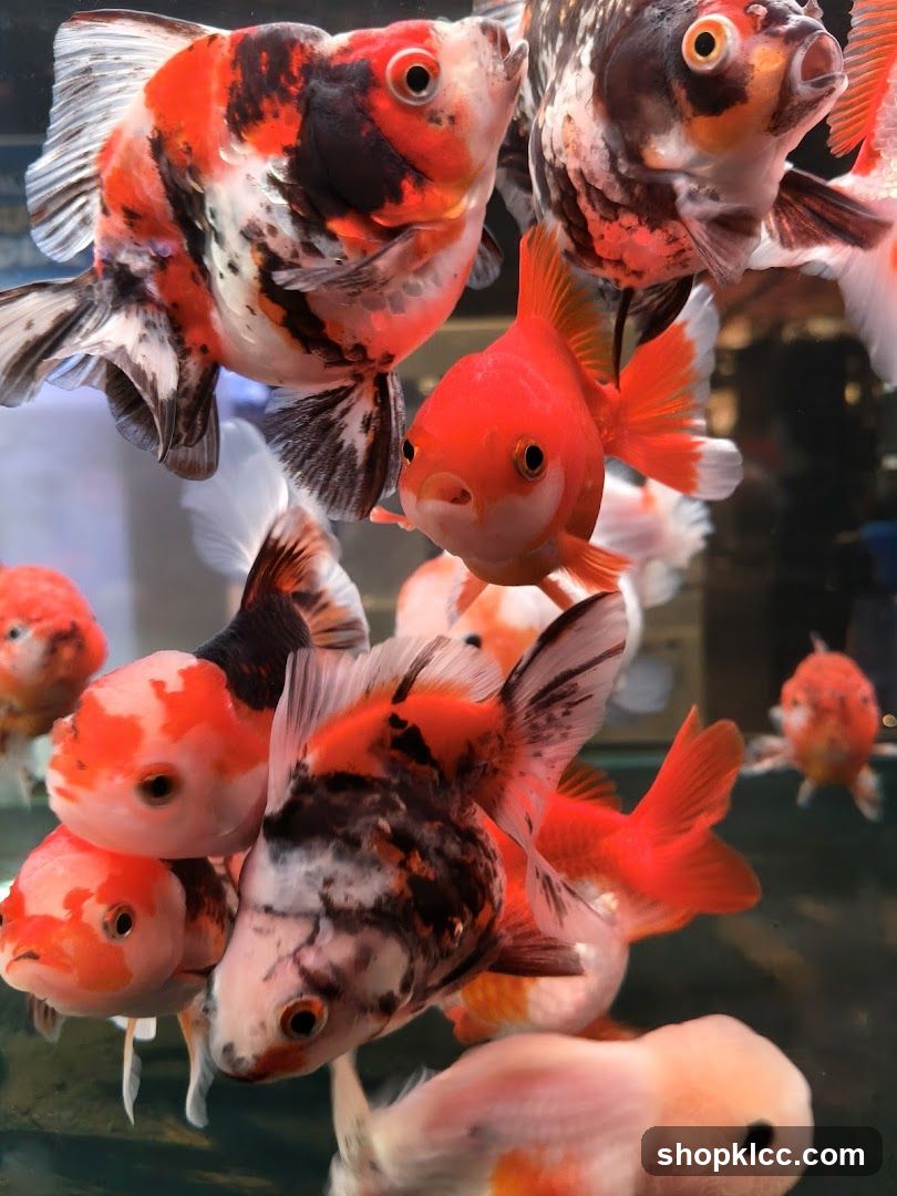 Goldfish