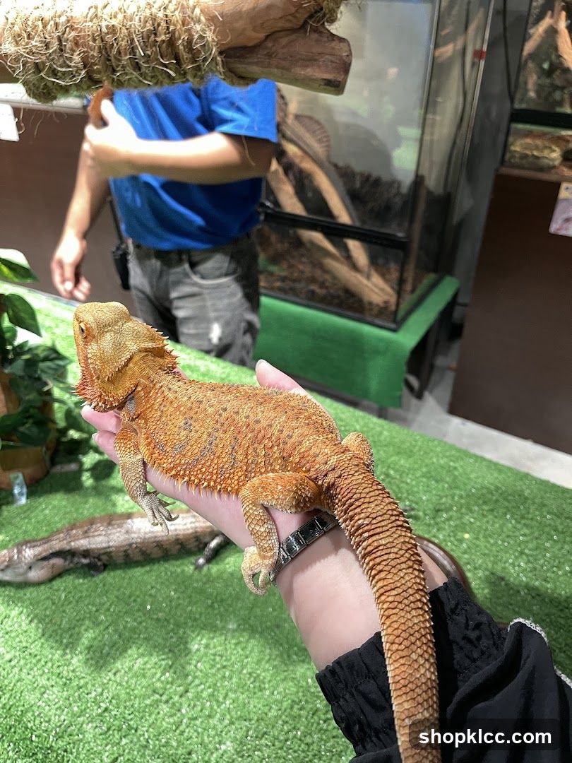 Bearded Dragon and Blue-Tongued Skink