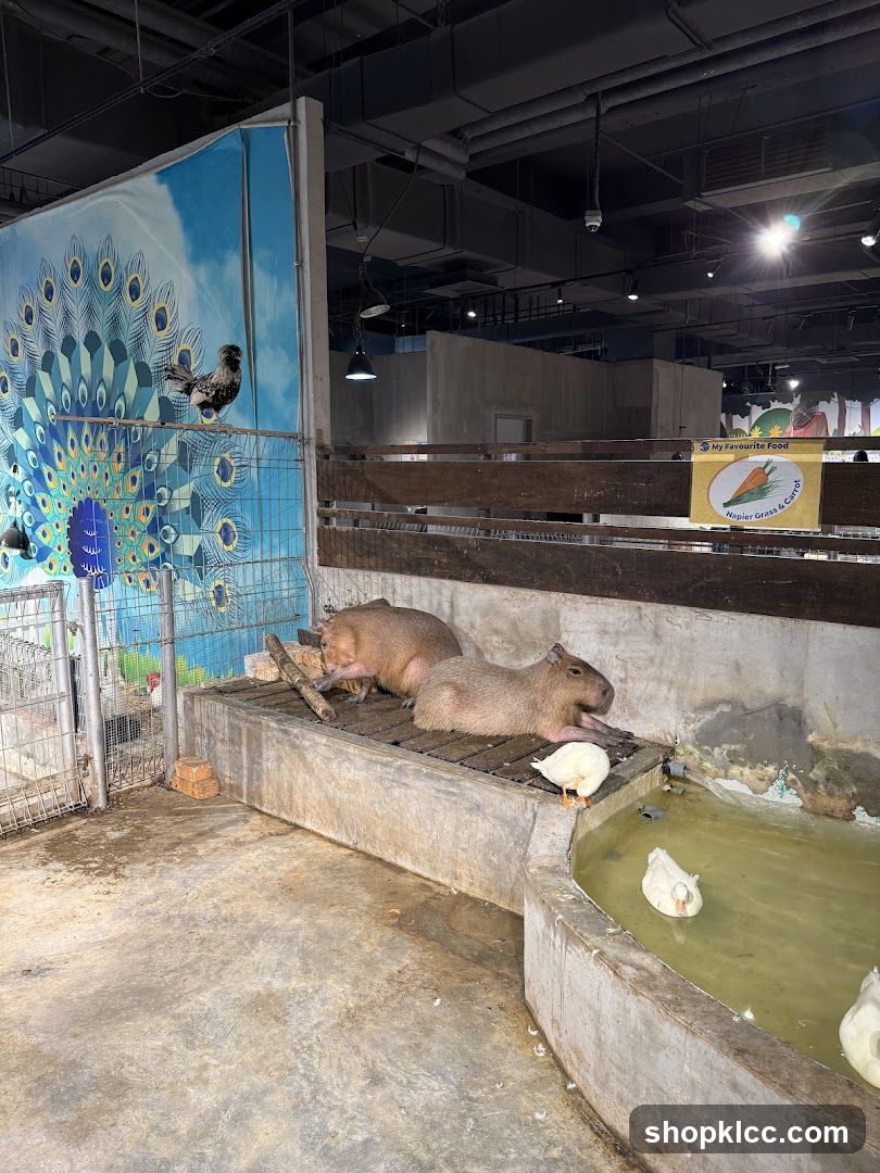 Capybaras and ducks in an enclosure