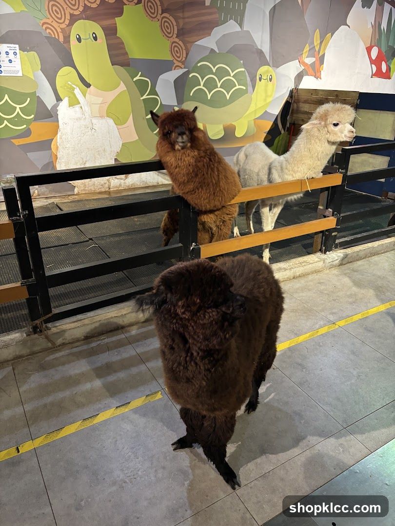 Alpacas in an enclosure