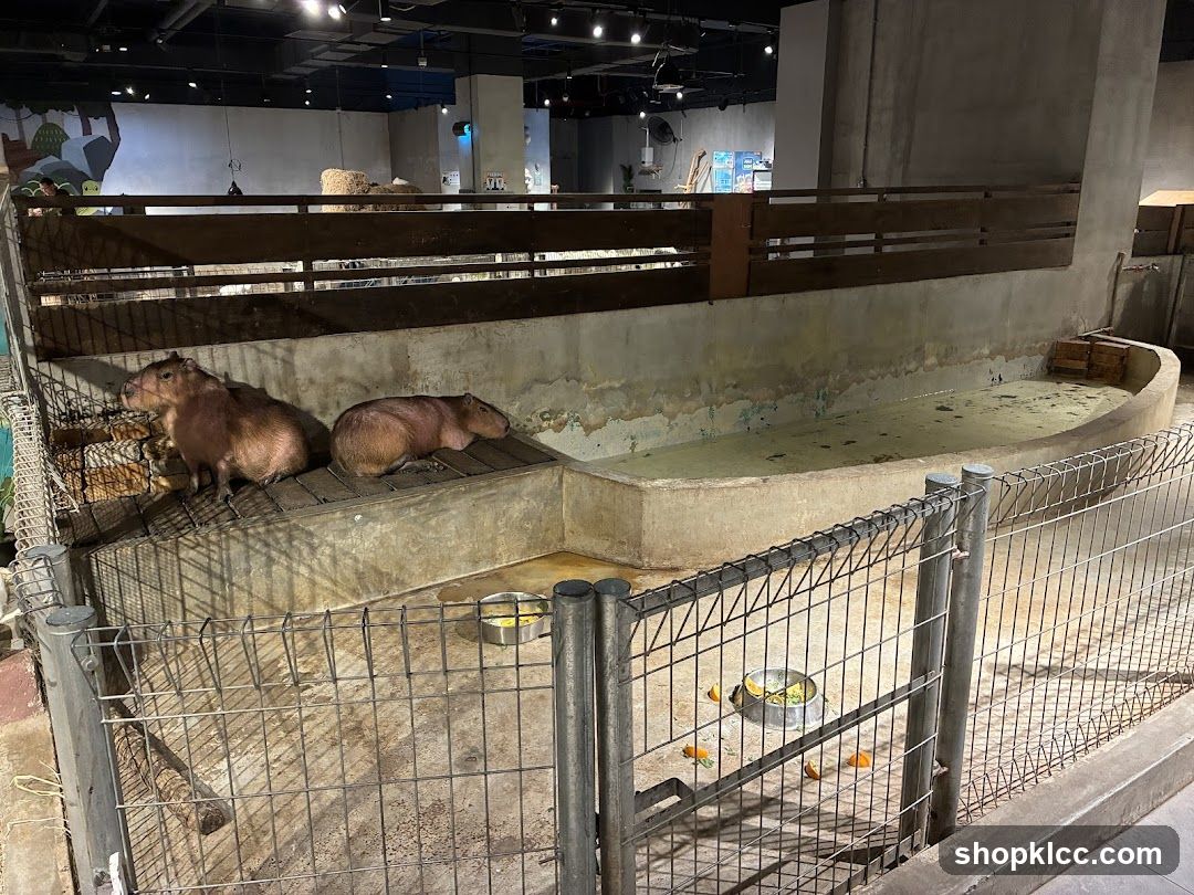 Capybara Enclosure