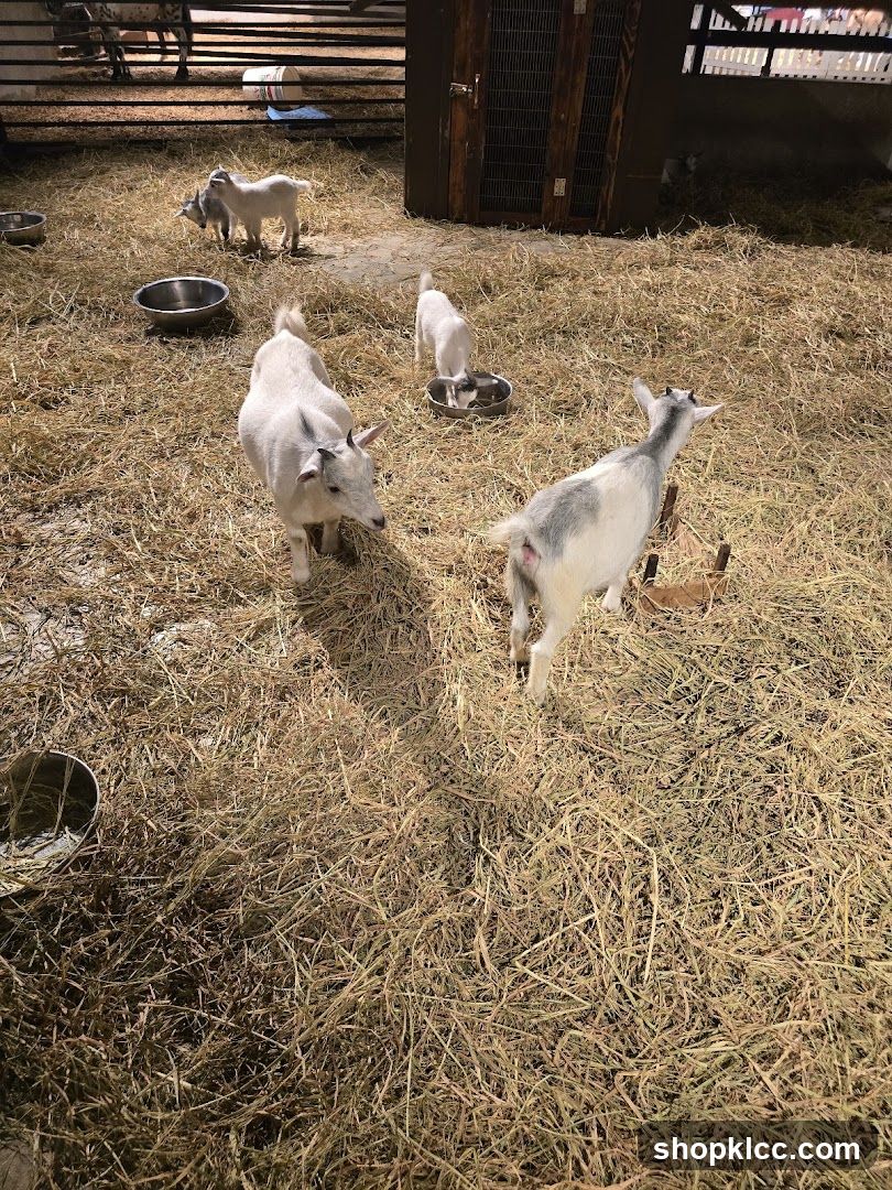 Goats in a pen
