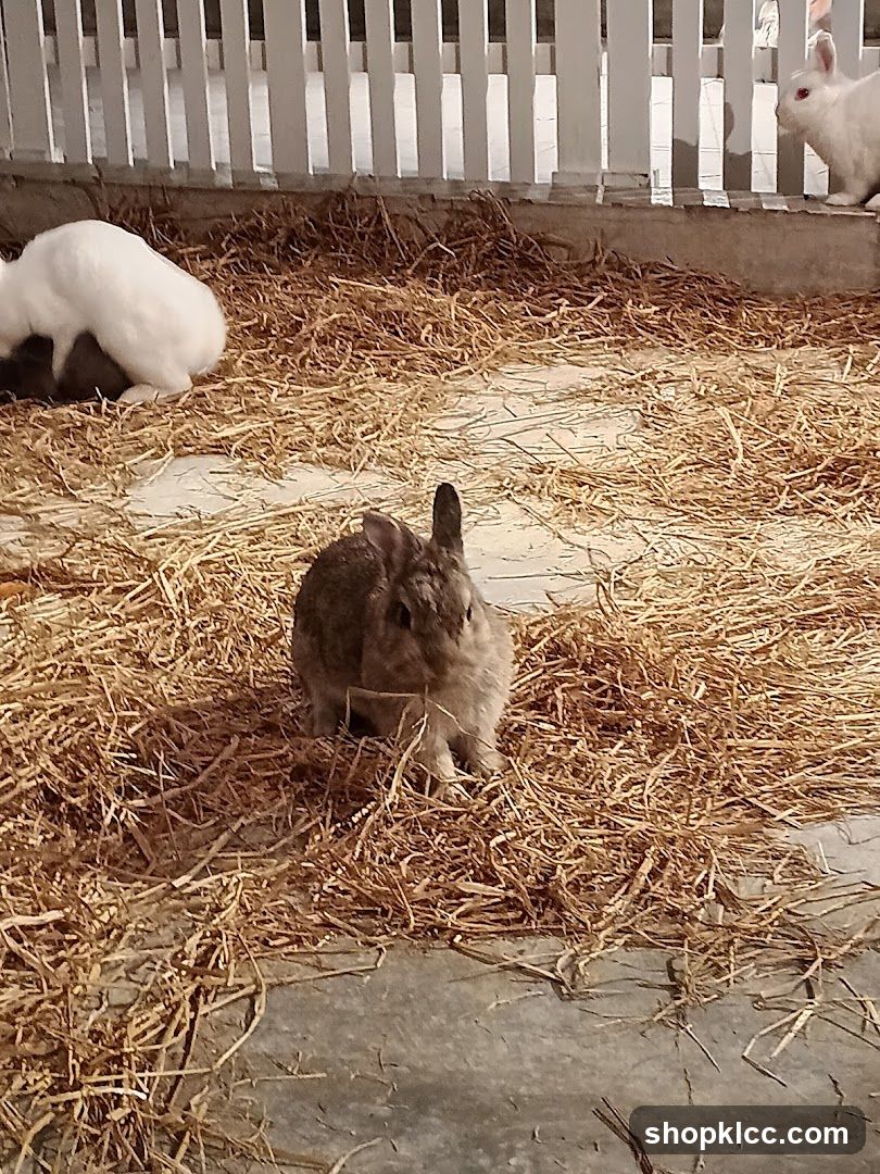 Rabbits in Hay