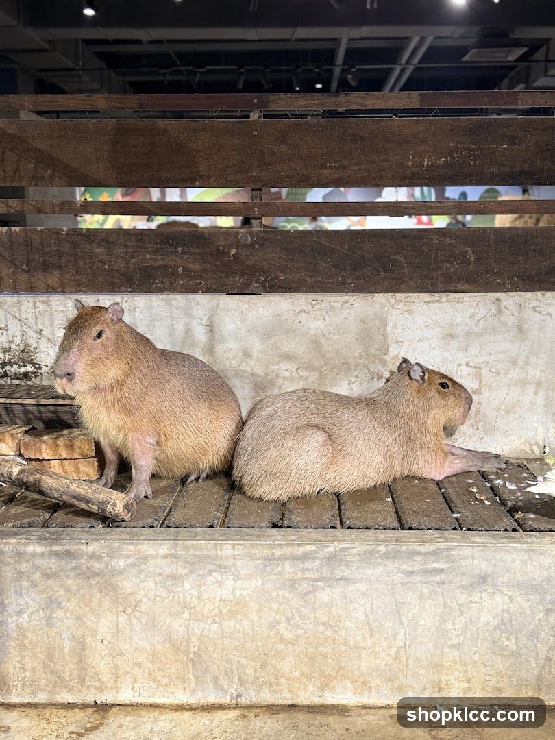 Two Capybaras in an Enclosure