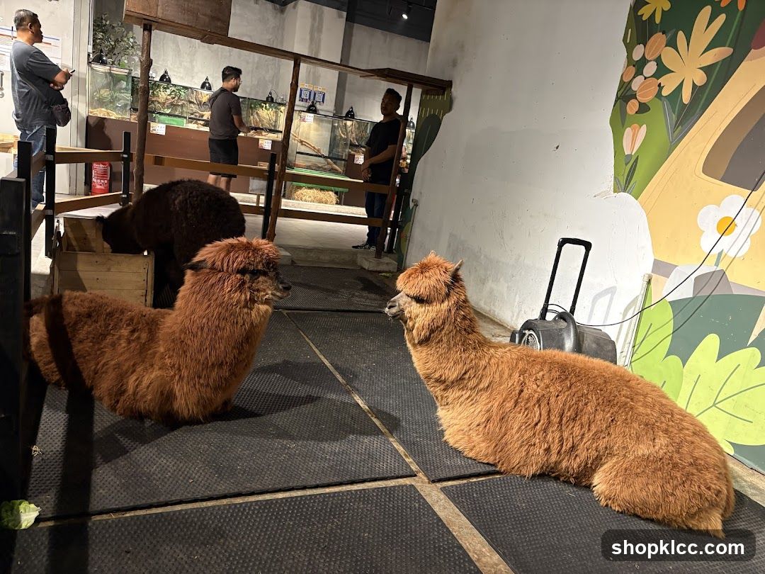 Alpacas in an enclosure