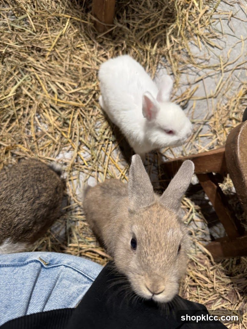 Rabbits in Hay