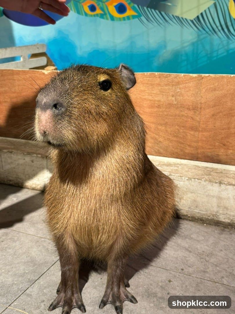 Capybara