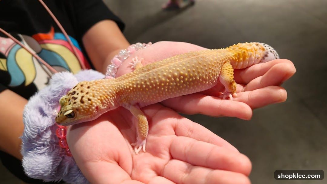 Leopard Gecko in Hands
