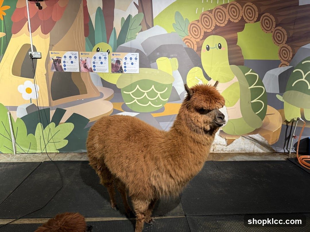 Alpaca exhibit