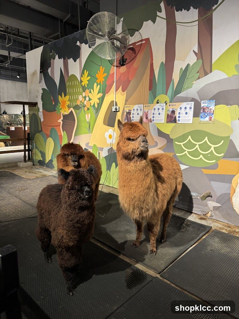 Alpacas in an enclosure