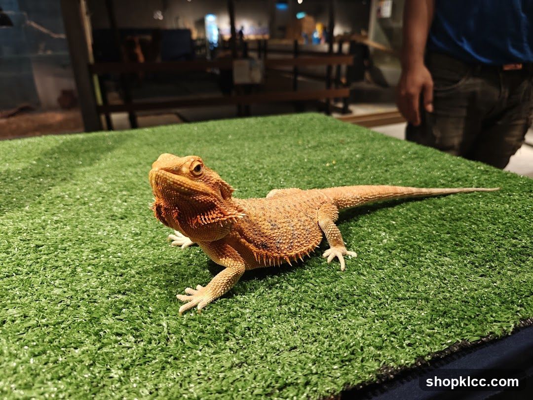 Bearded Dragon on Green Surface