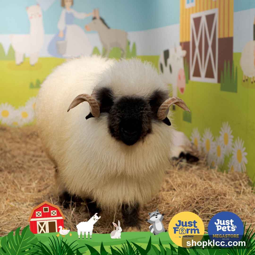 Fluffy Sheep in a Farm Setting
