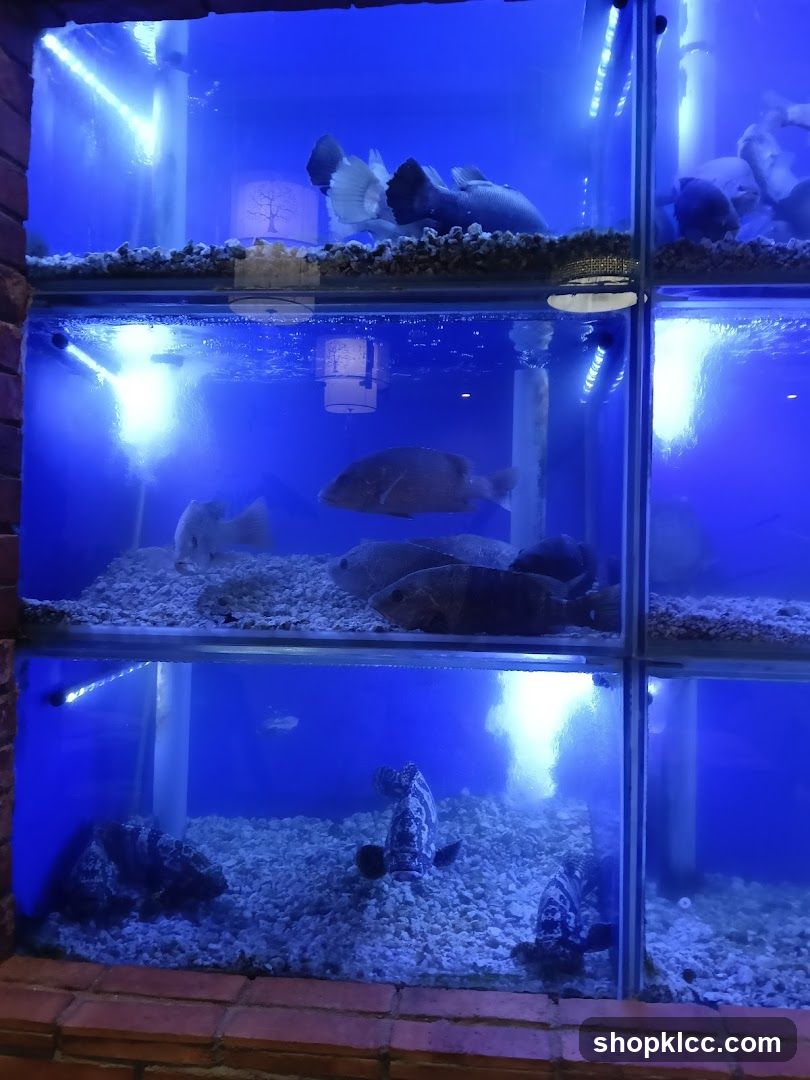 Fish tanks with live fish