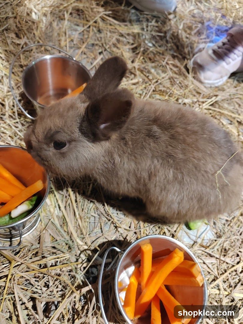Just Farm @ Just Pets Megastore (Kota Damansara)