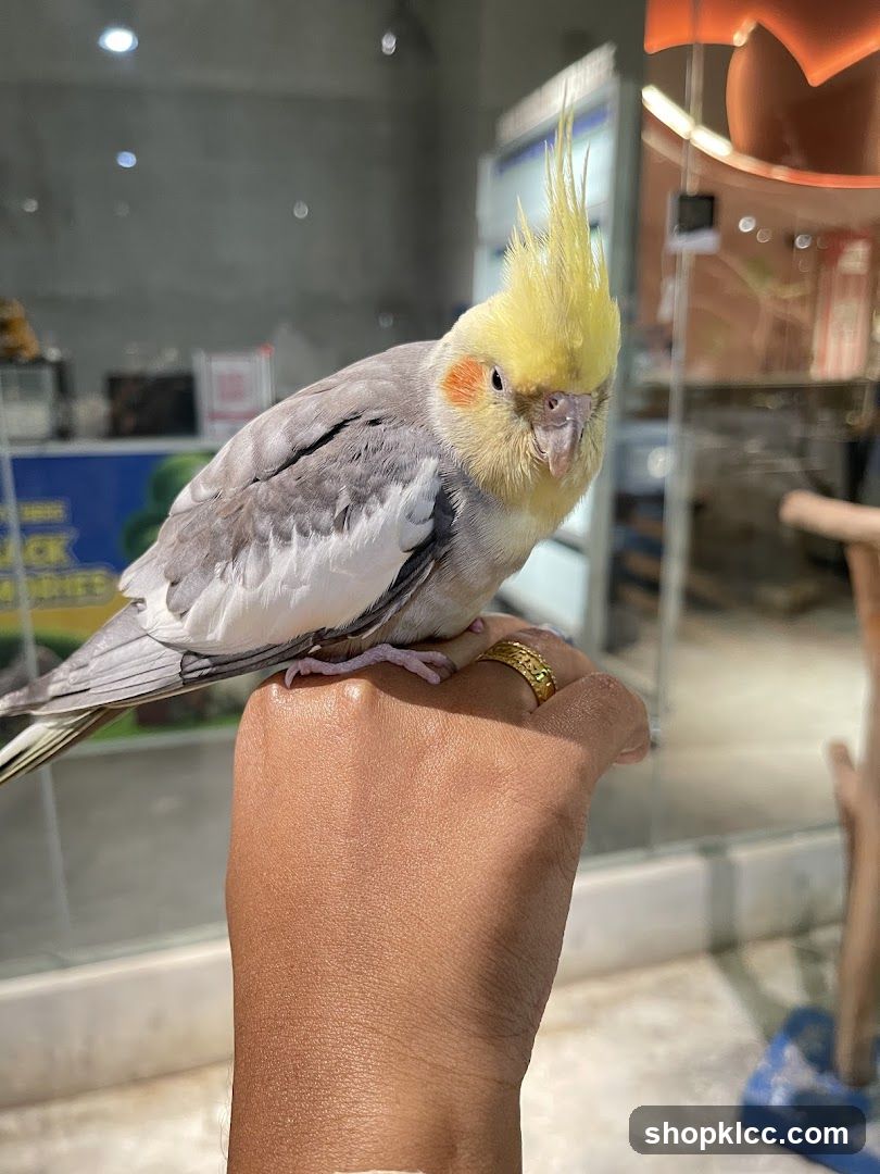 Just Farm @ Just Pets Megastore (Kota Damansara)