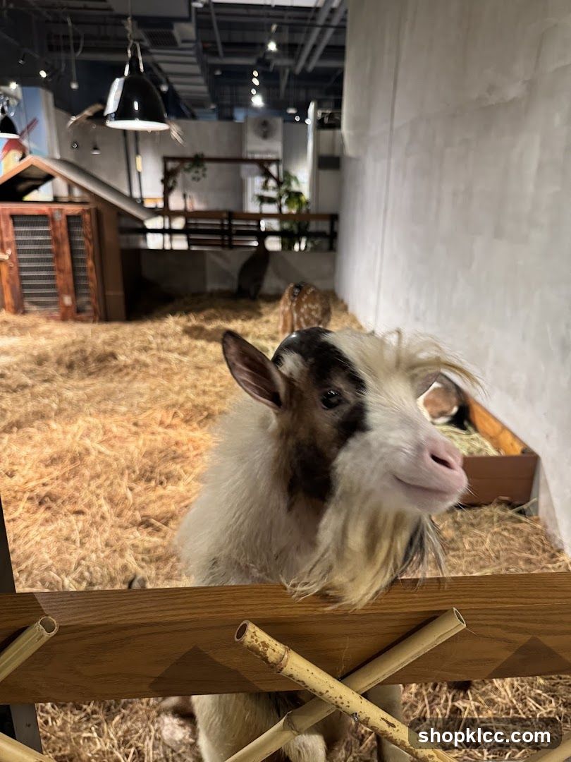 Goat in Enclosure
