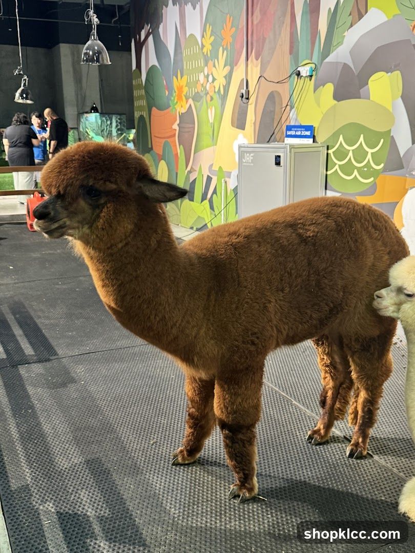 Alpacas in an indoor enclosure