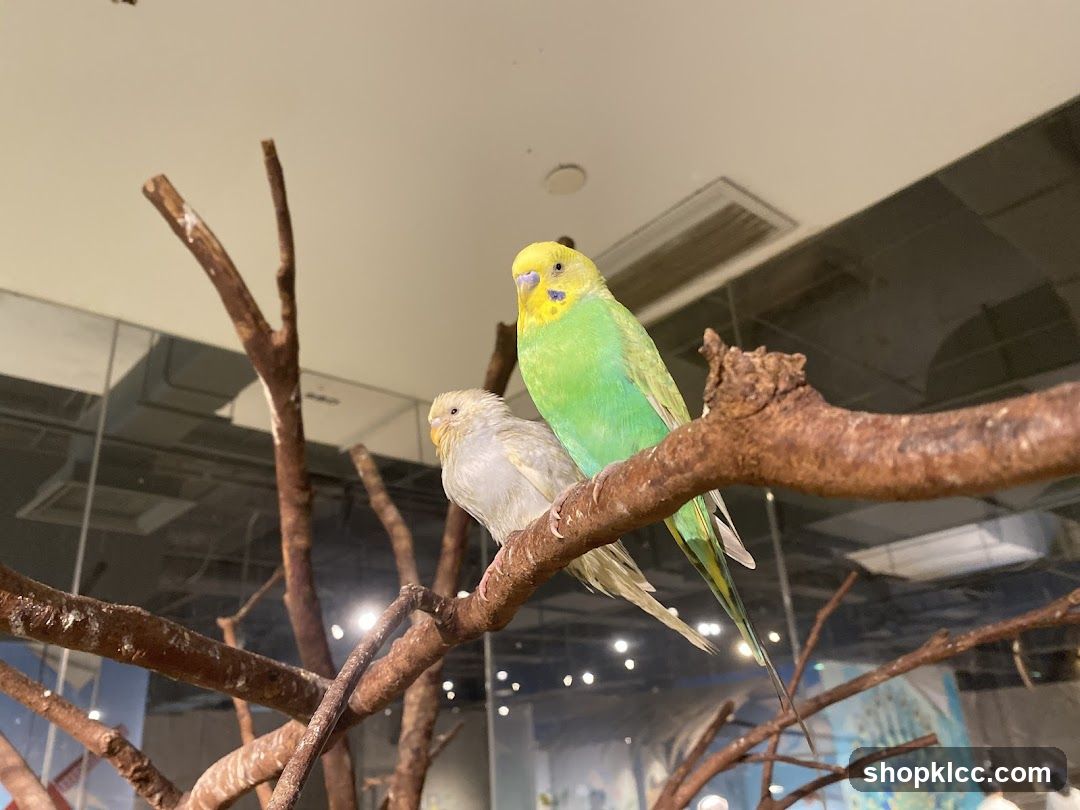 Two Budgies on a Branch