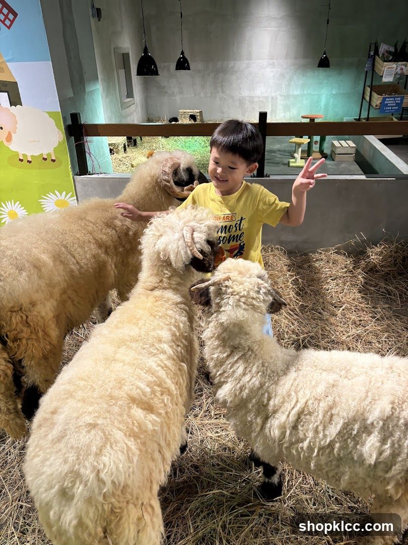 Boy interacting with sheep