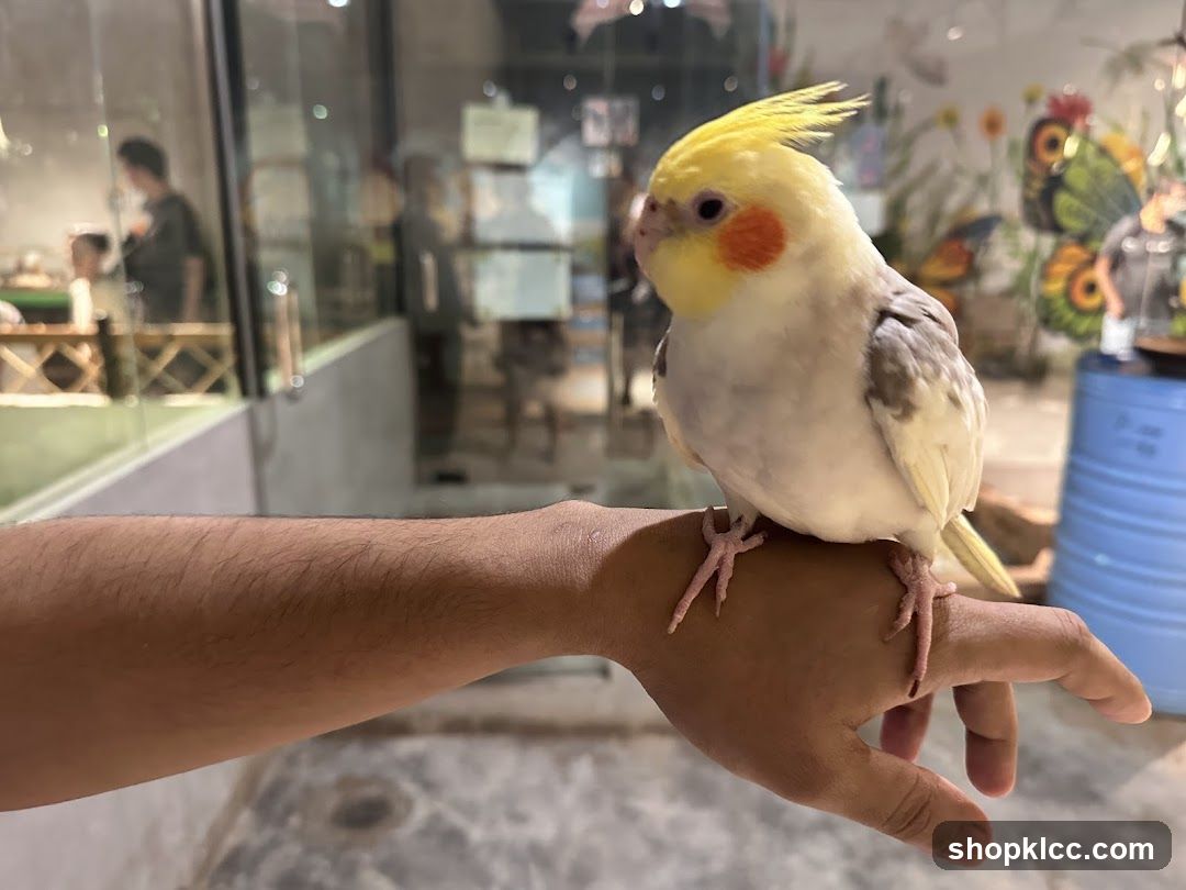 Cockatiel perched on a hand