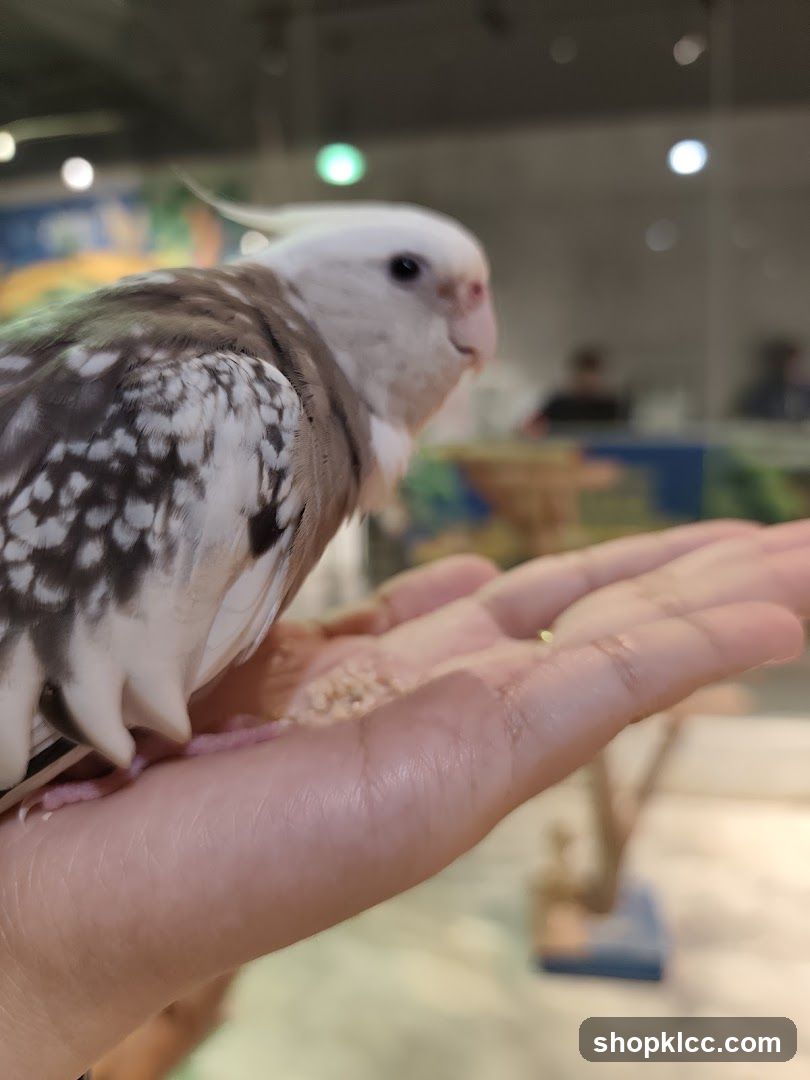 Cockatiel on a Hand