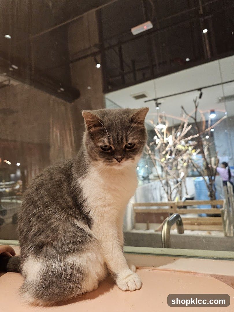 Cat in a cafe