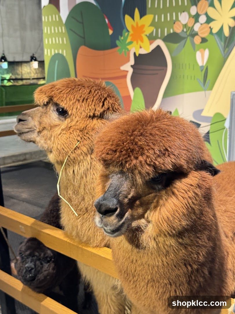 Alpacas in front of a mural